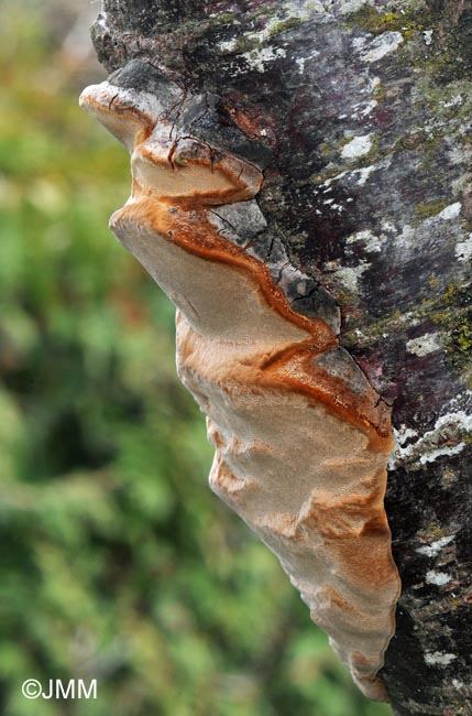 Phellinus tuberculosus = Phellinus pomaceus